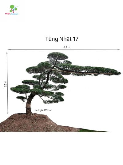 Tùng Nhật 17