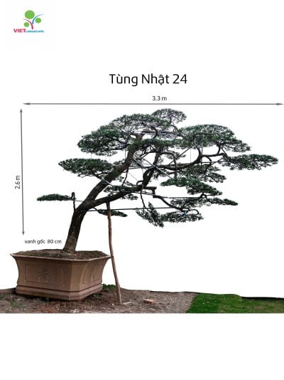 Tùng Nhật 24