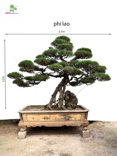 Phi lao