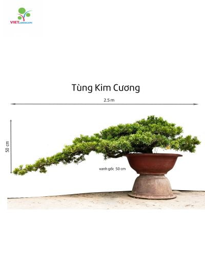 Tùng kim cương