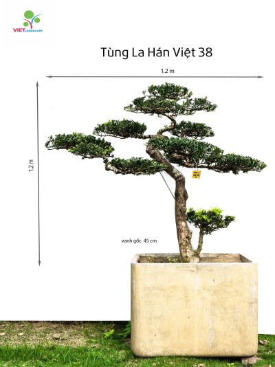 Tùng La Hán Việt 38