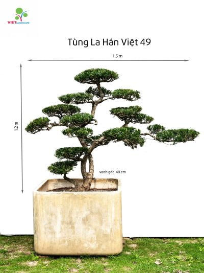 Tùng La Hán Việt 49