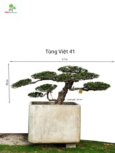 Tùng Việt 41