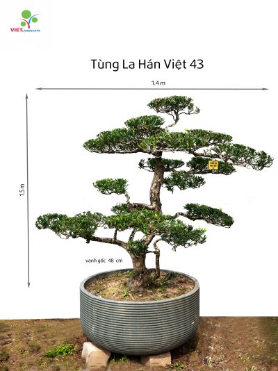 Tùng La Hán Việt 43