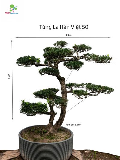 Tùng La Hán Việt 50