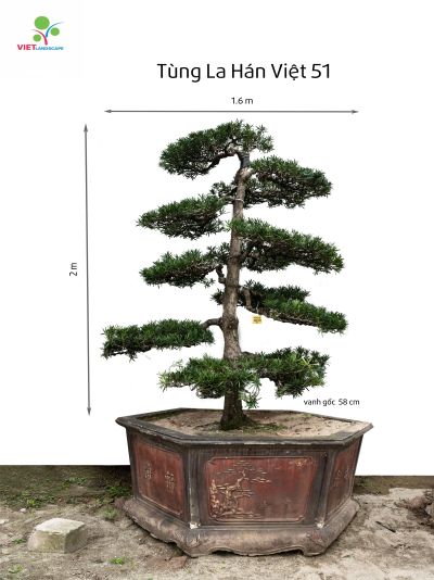 Tùng La Hán Việt 51