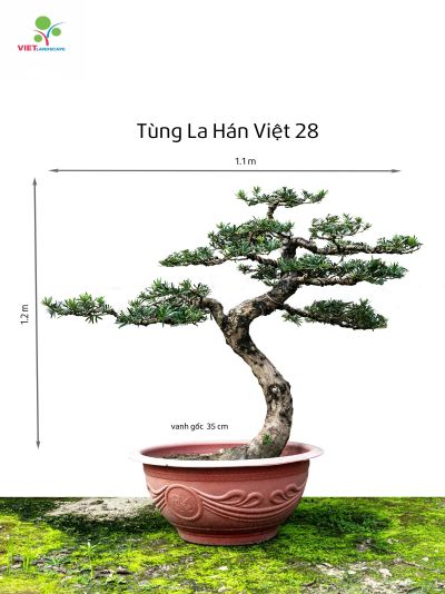 Tùng La Hán Việt 28