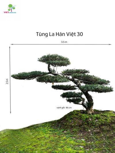 Tùng La Hán Việt 30