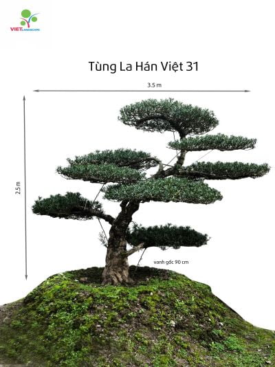 Tùng La Hán Việt 31
