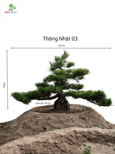 Thông Nhật 03