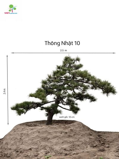 Thông Nhật 10