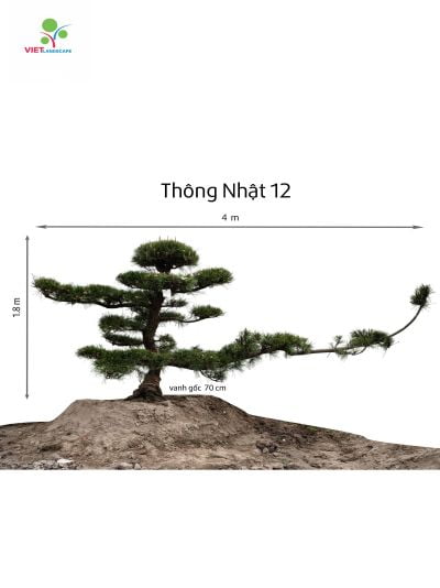 Thông Nhật 12