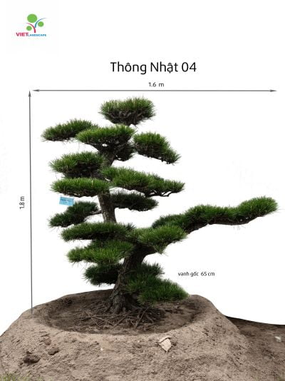 Thông Nhật 04