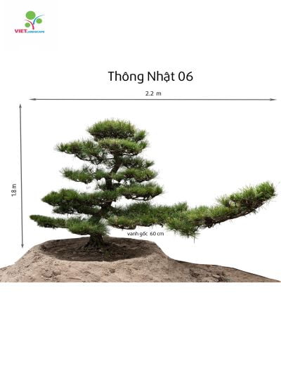 Cây Thông Cảnh Nhật Bản 40cm