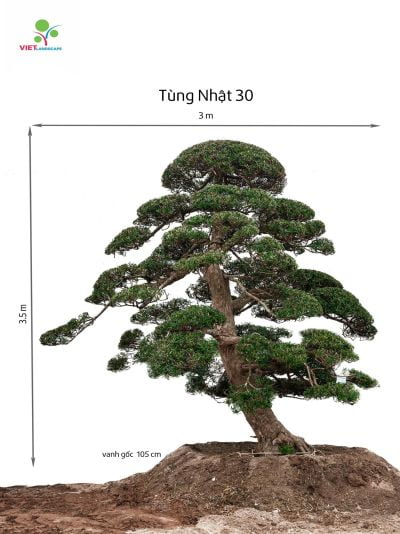 Tùng Nhật 30