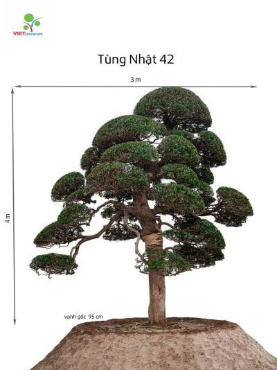 Tùng Nhật 42