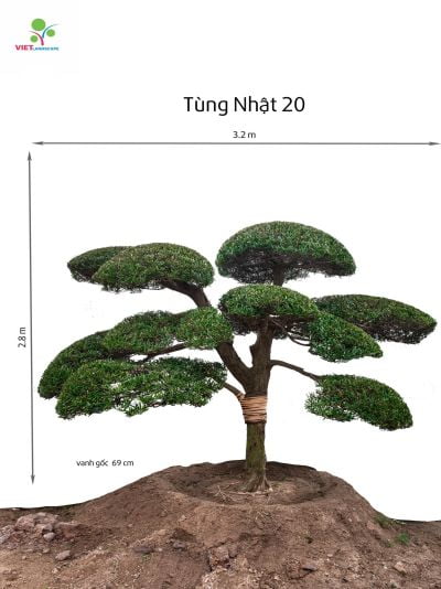 Tùng Nhật 20