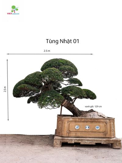 Tùng Nhật 01