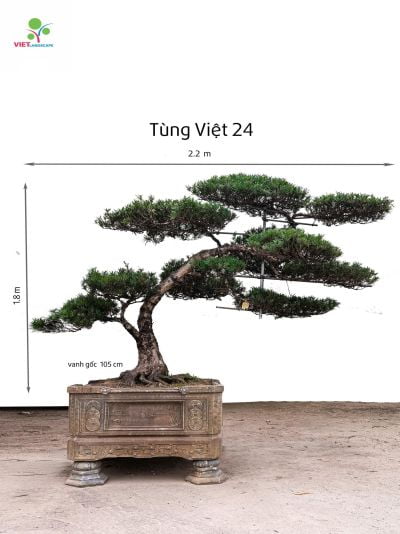 Tùng Việt 24