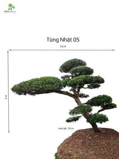 Tùng Nhật 05