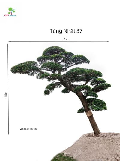 Tùng Nhật 37