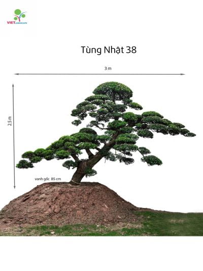 Tùng Nhật 38