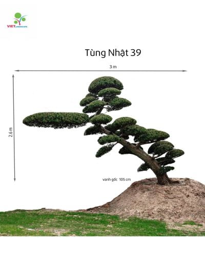 Tùng Nhật 39