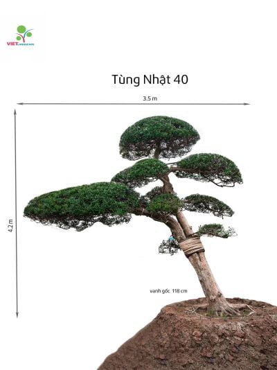 Tùng Nhật 40