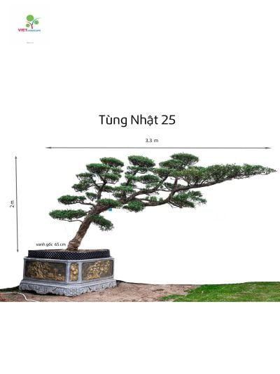 Tùng Nhật 25